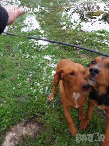 Ловно куче гонче, снимка 4 - Гонче - 53164333