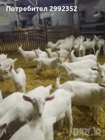 Saanski jenski i majki qrenca za damazlak, снимка 5 - Кози - 53540945