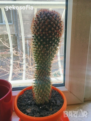 Продавам кактуси 3 броя, снимка 9 - Стайни растения - 53844933