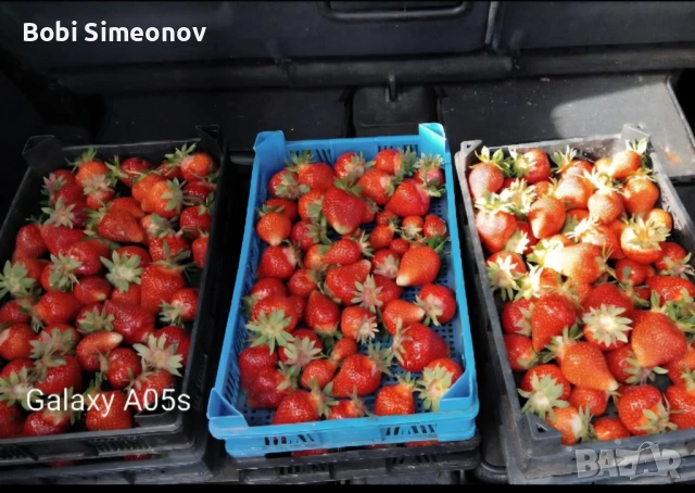 Искаш богата реколта от сладки и ароматни ягоди предлагам ти качествен расад клаудия и скала , снимка 3 - Градински цветя и растения - 53724007