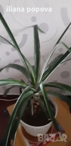 Ананас, снимка 3 - Градински цветя и растения - 51132318