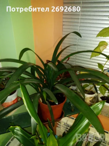 Традесканция рео,кливия,исусов венец, кротон, сансивиера,хибискус , снимка 11 - Стайни растения - 42021101