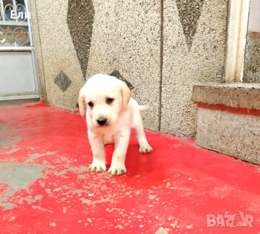 Лабрадор ретривър , снимка 7 - Лабрадор ретривър - 52594915