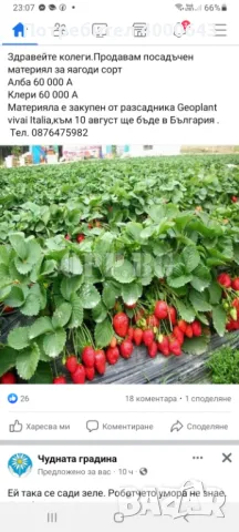 Целогодишен разсад ягоди и малини от производител , снимка 3 - Разсади - 49485311