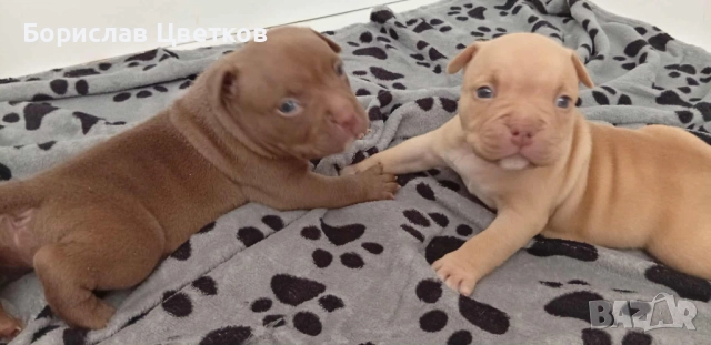 American bully pocket , снимка 2 - Други - 52962629