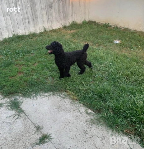 Кралски пудели, снимка 2 - Пудели - 53410254