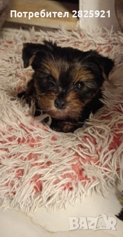 Йорки бебе, снимка 14 - Йоркширски териер - 52694965