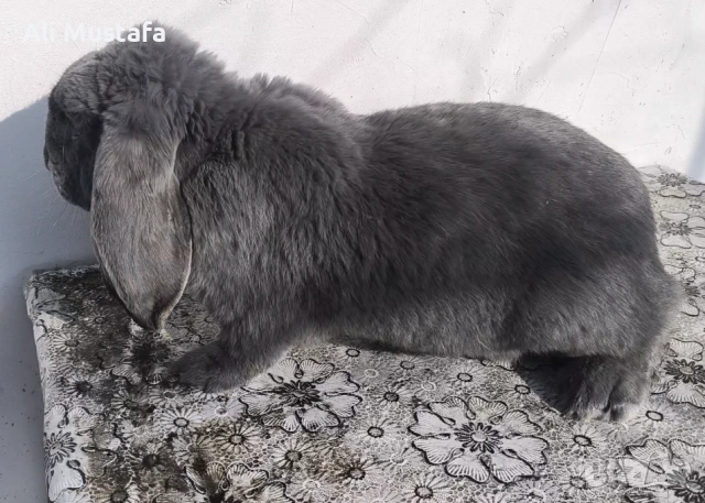 МЪЖКИ кочовати зайци , снимка 5 - Други - 53465684