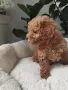 Poodle toy -мини пудел, снимка 6
