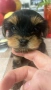 Мини йорки,момче. Гр. Варна, снимка 1