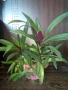 Традесканция рео,кливия,исусов венец, кротон, сансивиера,хибискус , снимка 2