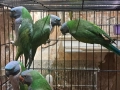 продавам папагали китаиски александар 2023 г 3 женски, снимка 3