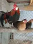 Роскомб кокошки , снимка 2