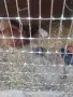 Квачка с 6 пилета 30 евро , снимка 4