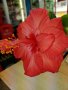 Хибискус, рео червено,кливия, исусов венец,орхидея, кротон, снимка 6