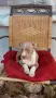 American Bully XL, снимка 6