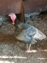 Пуйки и пуяци, кокошки Носачки, петли Бройлери, ярки за яйца , снимка 4