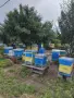 Пчелни семейства в кошери ДБ, снимка 2