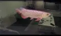 Asian Arowana golden crossback, снимка 2