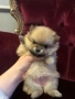 Pomeran mini , снимка 3