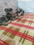 Мини шнауцер , снимка 2