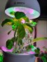 Bosch SmartGrow 3 - домашно градинарство, снимка 5