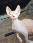 Котенца Канадски Сфинкс, снимка 12