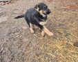 Источноевропейска овчарка, снимка 3