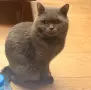 британец за разплод , снимка 2