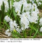 Пушкиния – бяла (Puschkinia scilloides var. libanotica 'Alba') – луковици, снимка 1