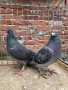 Пощенски гълъби, снимка 6