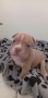 American bully pocket , снимка 3
