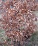 Бук (Fagus sylvatica), снимка 1 - Градински цветя и растения - 40173216