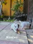 Джак Ръсел Териер , снимка 2