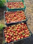 Предлагаме разсад ягоди, снимка 8