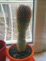 Продавам кактуси 3 броя, снимка 9