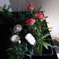 карамфили, снимка 3 - Градински цветя и растения - 44805499