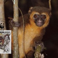 Мадагаскар 1988 - 4 броя Карти Максимум - WWF, снимка 1 - Филателия - 38896790