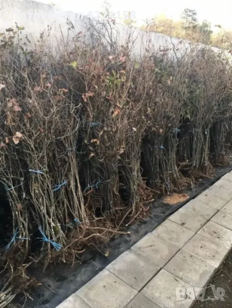 Люляк, снимка 1