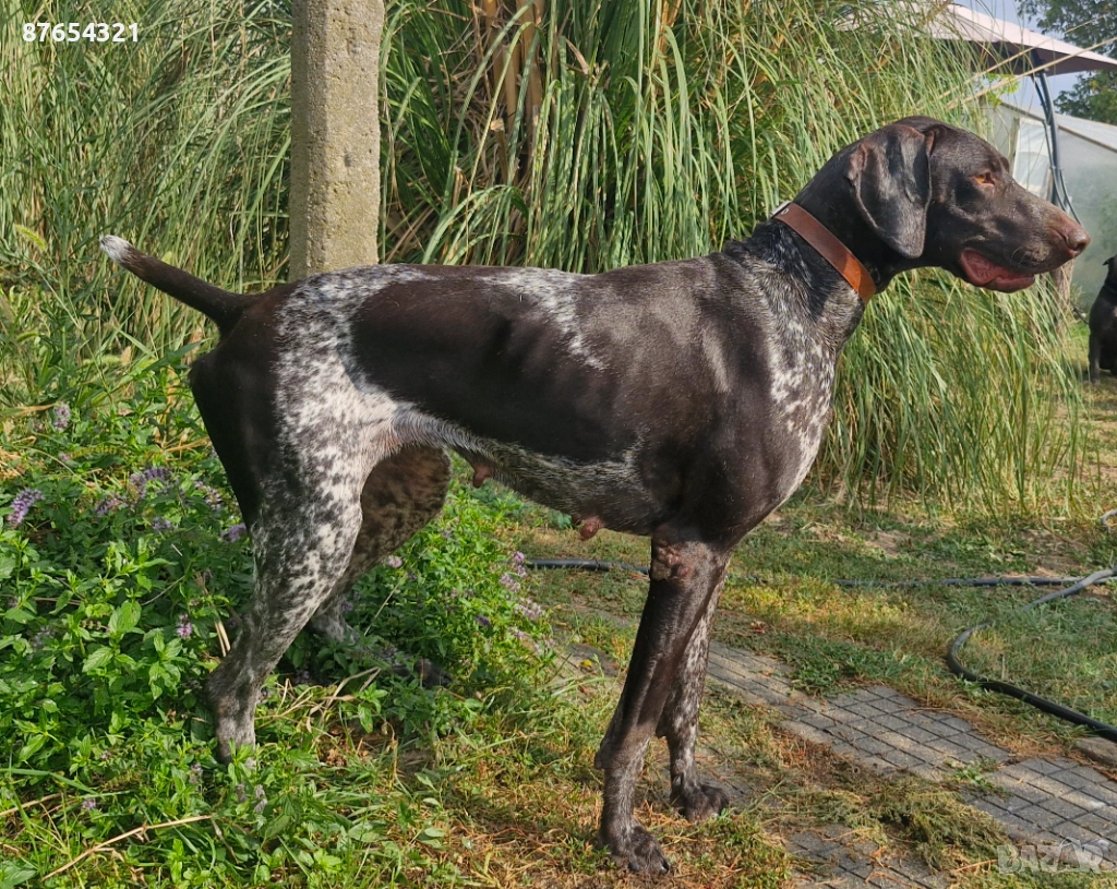 Курцхар мъжко, снимка 1