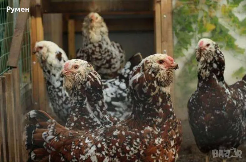 Кокошки Орловки, снимка 1