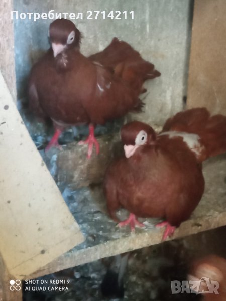 Добрички месни гълъби, снимка 1