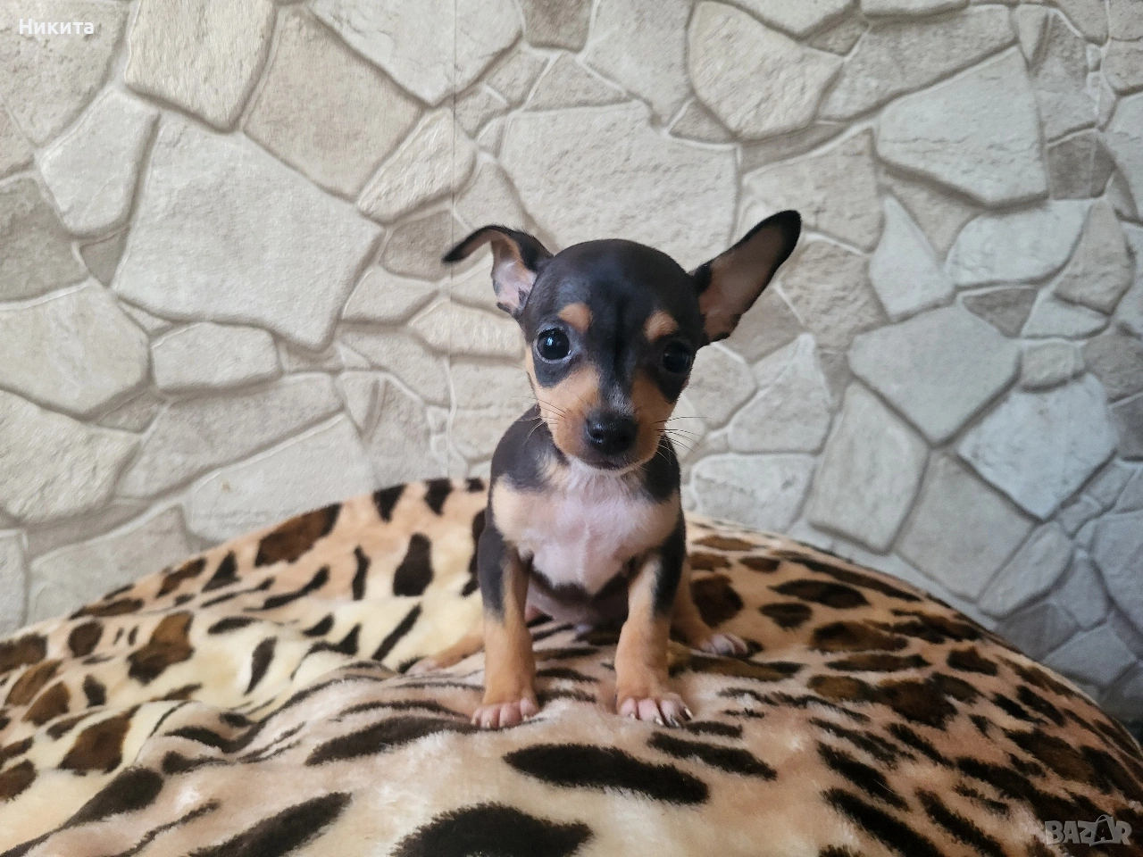 пинчери, снимка 1