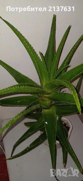 ГОЛЯМО АЛОЕ - Височина 65 см, снимка 1