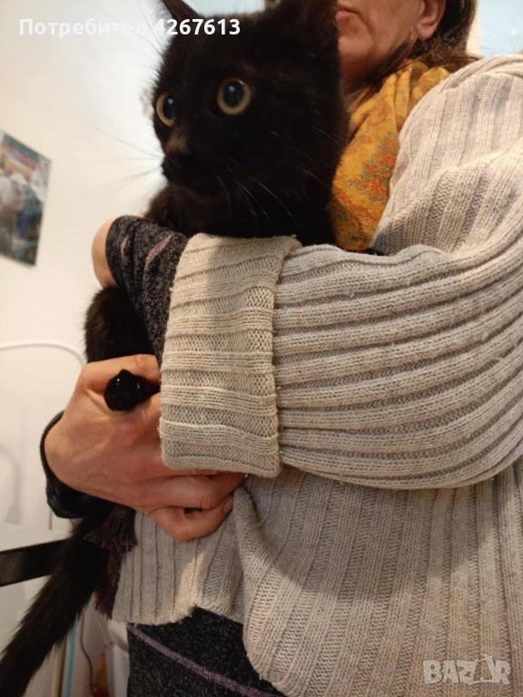 Младо, кастрирано женско коте търси дом, снимка 1