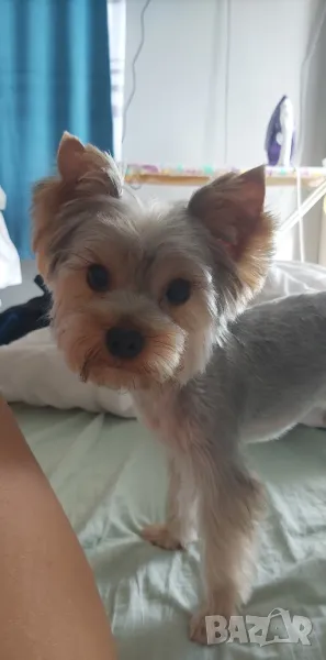 Мъжко йорки за разплод, снимка 1