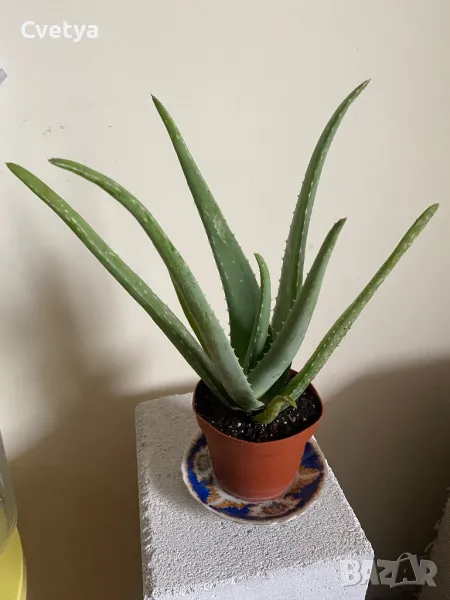 Алое Вера -Лечебно, снимка 1