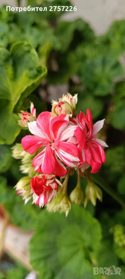 Pelargonium malloca , снимка 1