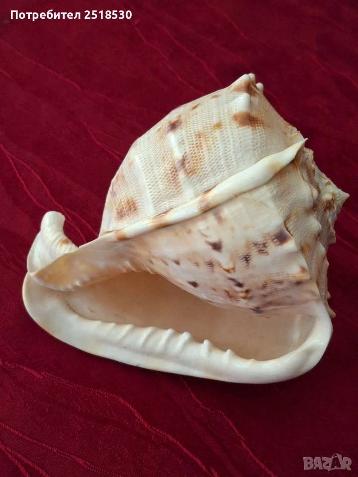 Голяма раковина , снимка 1
