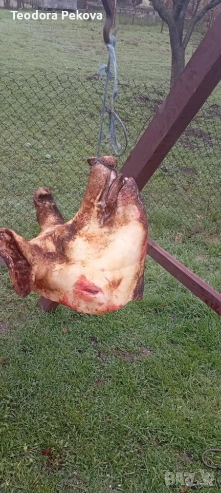 свободни свински глави , снимка 1